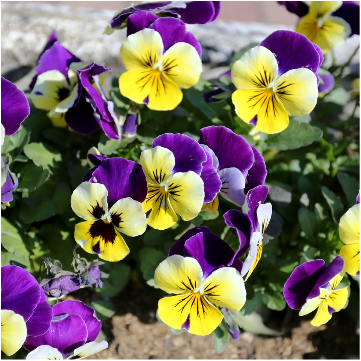 Full Bloom 1枚 Buy the high-quality Endless Summer® Twist-n-Shout® Reblooming