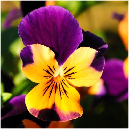 Johnny Jump Up Seeds For Planting, Helen Mount (Viola