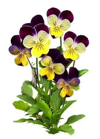 Johnny Jump Up Seeds For Planting, Helen Mount (Viola cornuta)