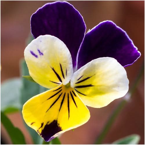 Johnny Jump Up Seeds For Planting, Helen Mount (Viola