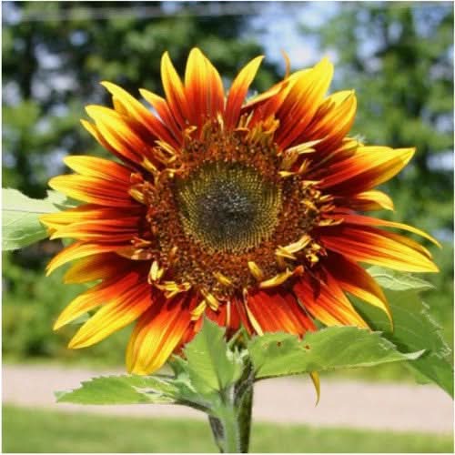 Joker Sunflower Seeds For Planting (Helianthus annuus)