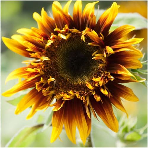 Joker Sunflower Seeds For Planting (Helianthus annuus)
