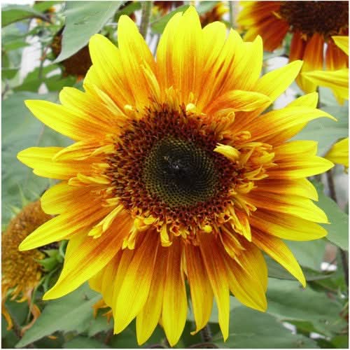 Joker Sunflower Seeds For Planting (Helianthus annuus)