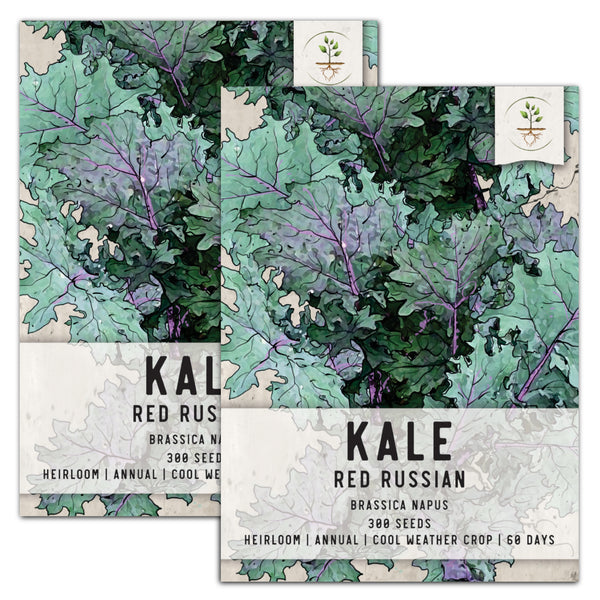Red Russian Kale Seeds For Planting (Brassica napus)