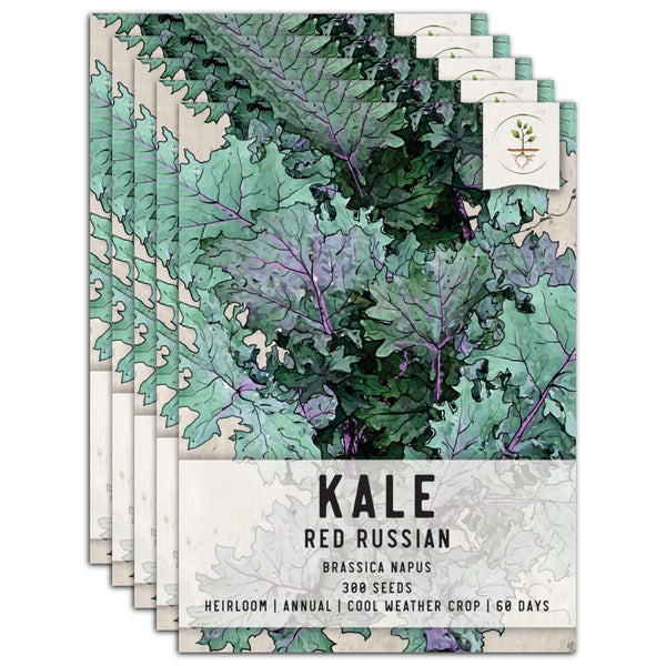 Red Russian Kale Seeds For Planting (Brassica napus)