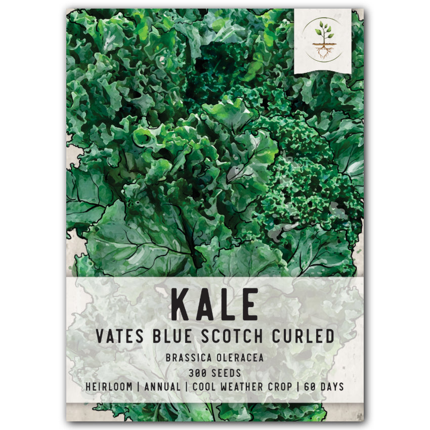 vates blue scotch curled kale seeds for planting