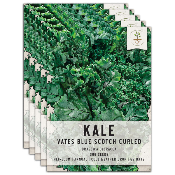 Kale Seeds For Planting, Vates Blue Scotch Curled (Brassica oleracea)