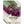 Purple Vienna Kohlrabi Seeds For Planting (Brassica oleracea)