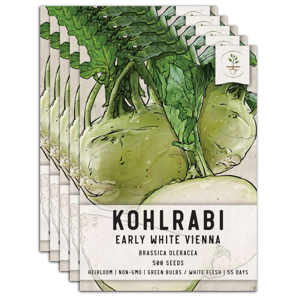 White Vienna Kohlrabi Seeds For Planting (Brassica oleracea)