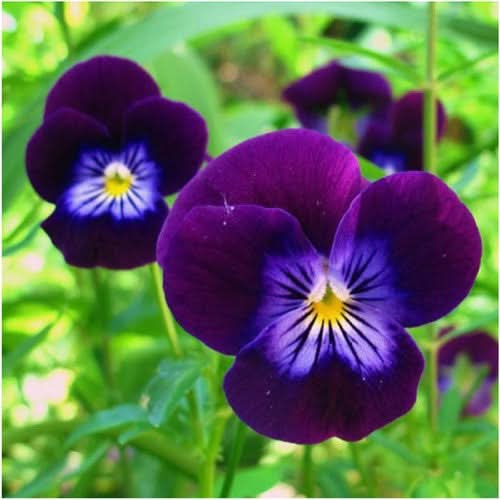 king henry viola seeds for planting