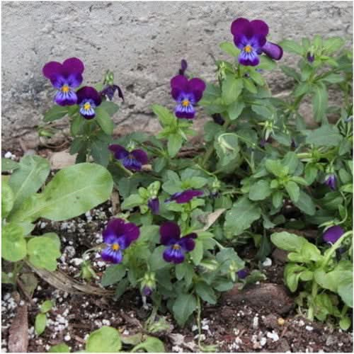 king henry viola seeds for planting