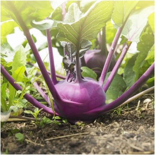 purple vienna kohlrabi seeds for planting