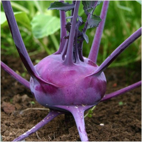 purple vienna kohlrabi seeds for planting