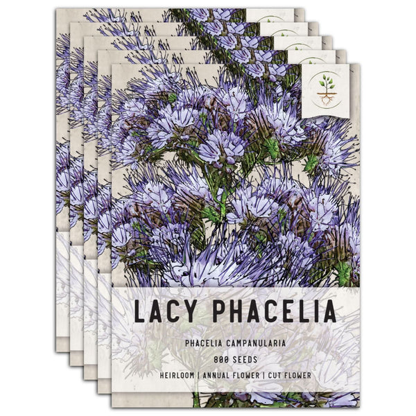 Lacy Phacelia Seeds For Planting (Phacelia tanacetifolia)