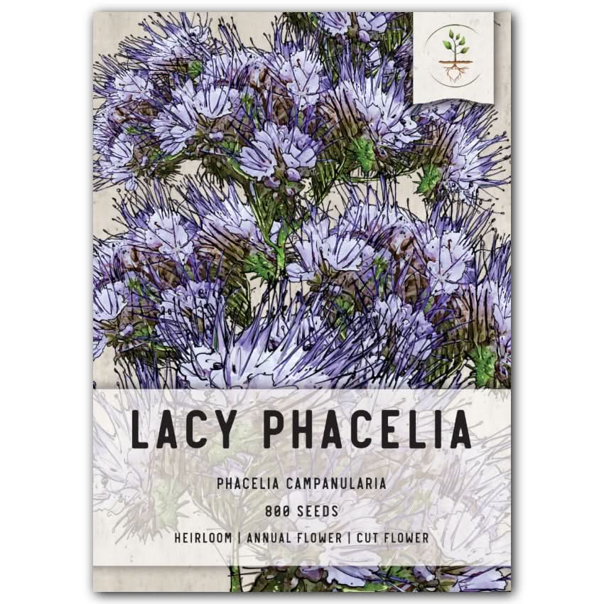lacy phacelia seeds for planting