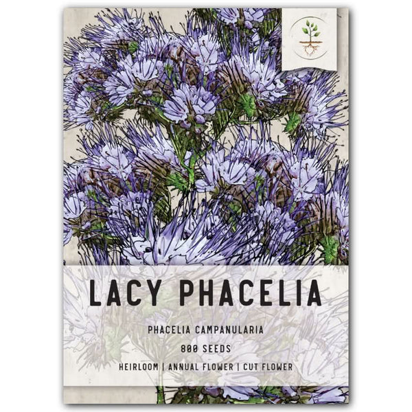 Lacy Phacelia Seeds For Planting (Phacelia tanacetifolia)