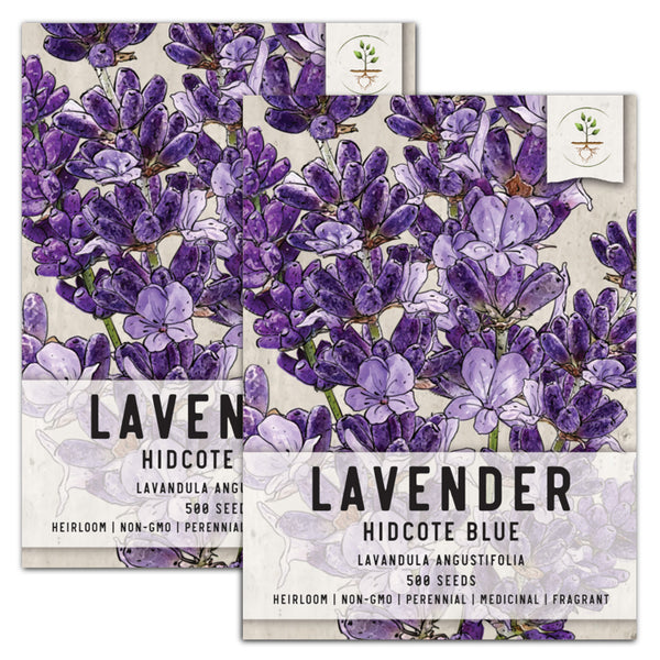 hidcote lavender seeds for planting