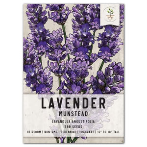 munstead lavender seeds for planting