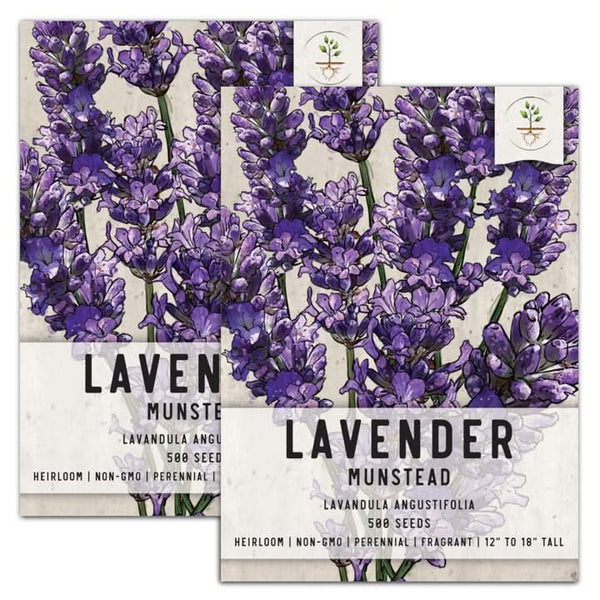 Munstead Lavender Seeds For Planting (Lavandula angustifolia)