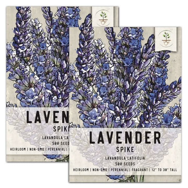 Spike Lavender Seeds For Planting (Lavandula latifolia)