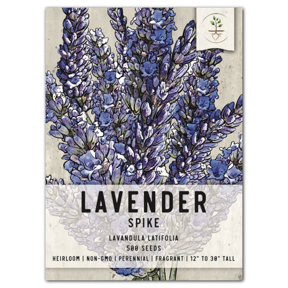 Spike Lavender Seeds For Planting (Lavandula latifolia)