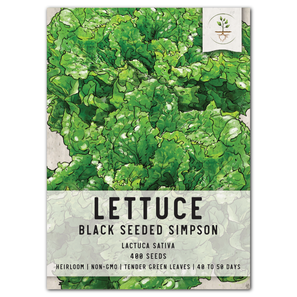 black seeded simpson lettuce seeds for planting