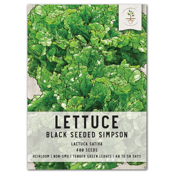 black seeded simpson lettuce seeds for planting