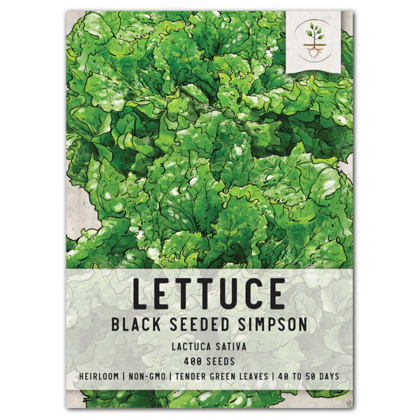 black seeded simpson lettuce seeds for planting