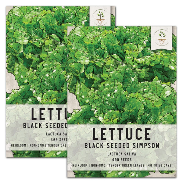 Black Seeded Simpson Lettuce Seeds For Planting (Lactuca sativa)