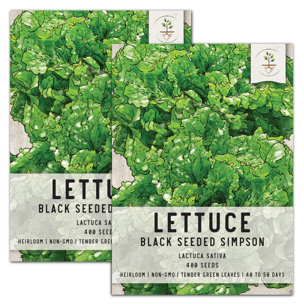 Black Seeded Simpson Lettuce Seeds For Planting (Lactuca sativa)