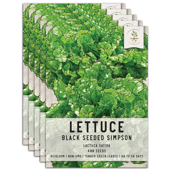 Black Seeded Simpson Lettuce Seeds For Planting (Lactuca sativa)