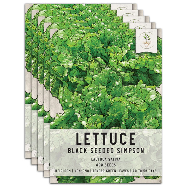 planting black seeded simpson lettuce Black Seeded Simpson Lettuce Seeds For Planting (Lactuca sativa) – Seed Needs LLC
