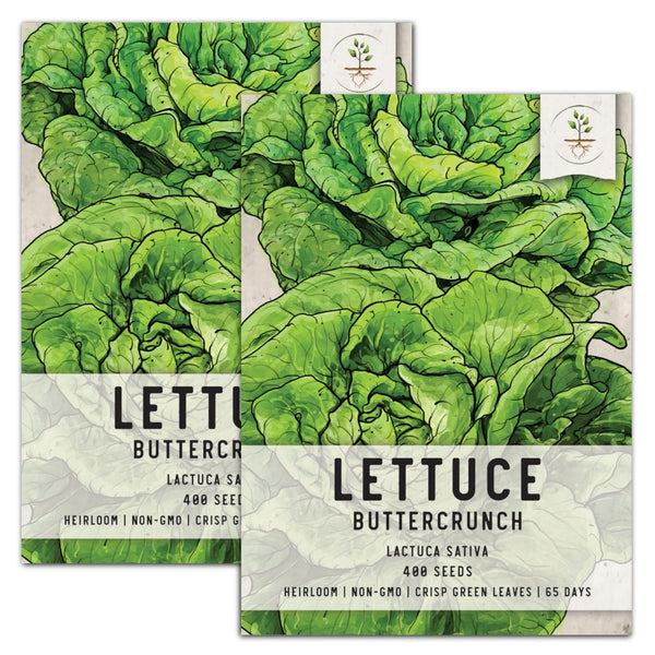 Buttercrunch Lettuce Seeds For Planting (Lactuca sativa)