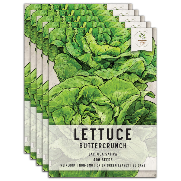 Buttercrunch Lettuce Seeds For Planting (Lactuca sativa)