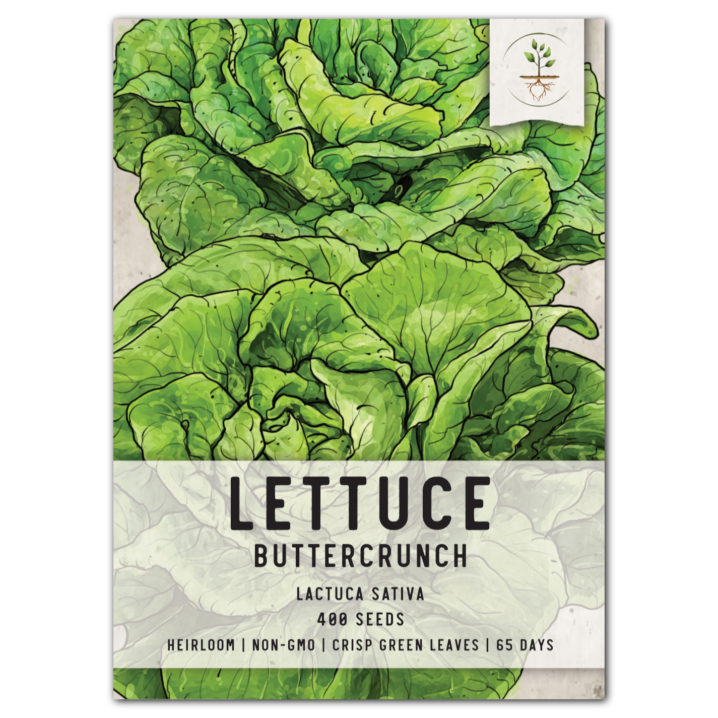 Buttercrunch Lettuce Seeds For Planting (Lactuca sativa)