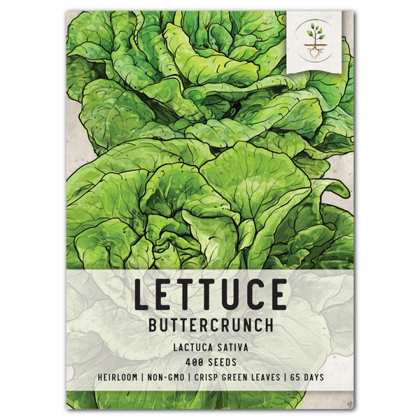 Buttercrunch Lettuce Seeds For Planting (Lactuca sativa)