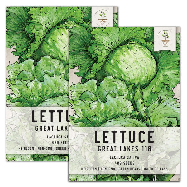 Great Lakes 118 Lettuce Seeds For Planting (Lactuca sativa)