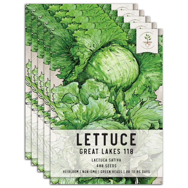 Great Lakes 118 Lettuce Seeds For Planting (Lactuca sativa)