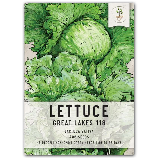 Great Lakes 118 Lettuce Seeds For Planting (Lactuca sativa)