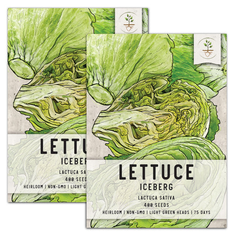 Iceberg Lettuce Seeds For Planting (Lactuca sativa)