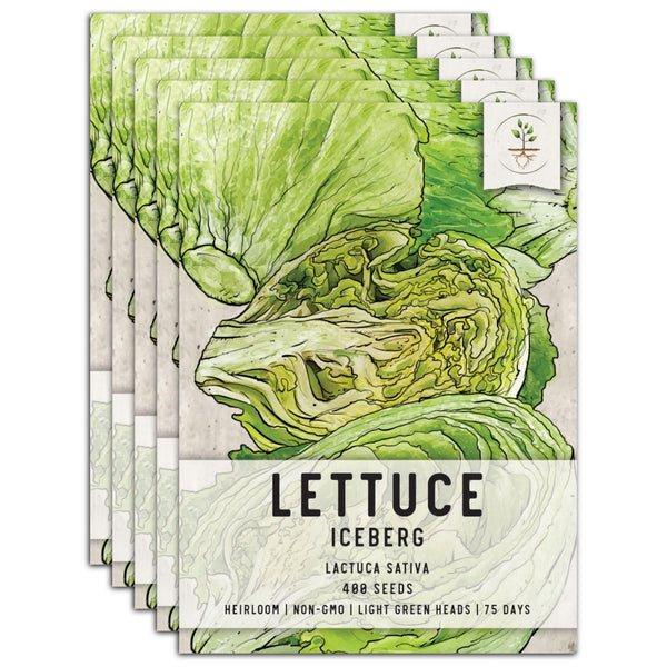 Iceberg Lettuce Seeds For Planting (Lactuca sativa)