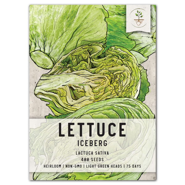 Iceberg Lettuce Seeds For Planting (Lactuca sativa)