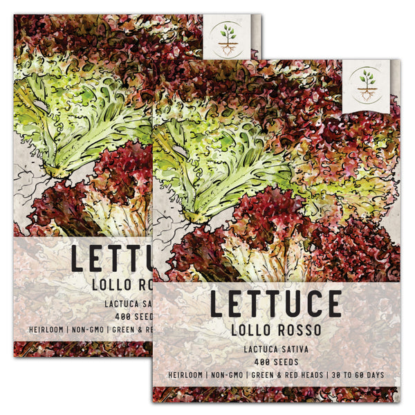 Lollo Rosso Lettuce Seeds For Planting (Lactuca sativa)