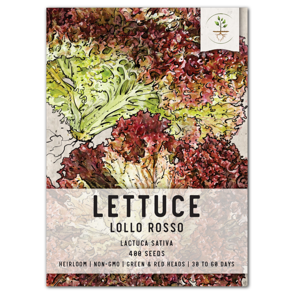 lollo rosso lettuce seeds for planting