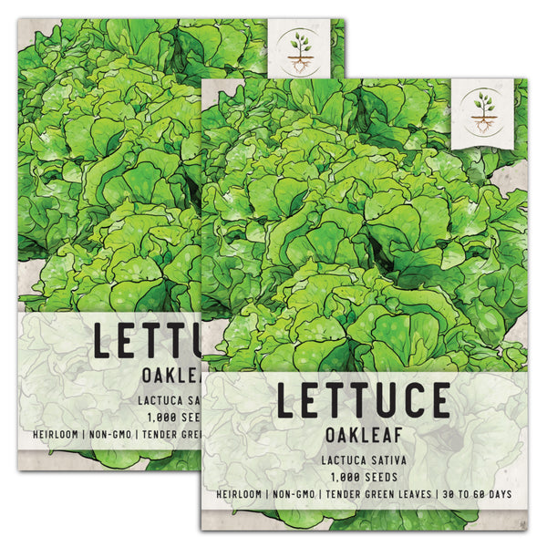 Oakleaf Lettuce Seeds For Planting (Lactuca sativa)