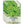 Oakleaf Lettuce Seeds For Planting (Lactuca sativa)