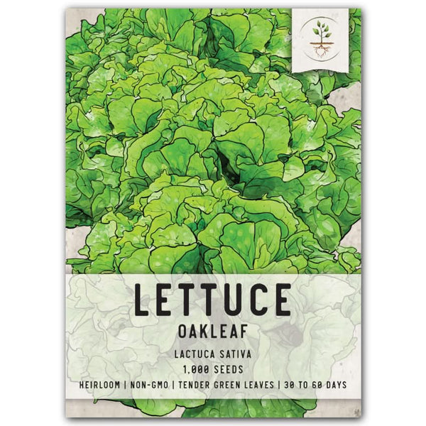 Oakleaf Lettuce Seeds For Planting (Lactuca sativa)