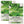 Parris Island Romaine Lettuce Seeds For Planting (Lactuca sativa)
