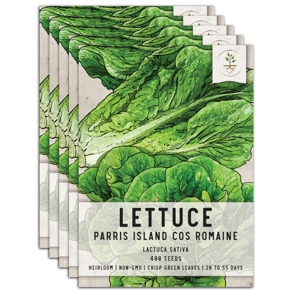 Parris Island Romaine Lettuce Seeds For Planting (Lactuca sativa)