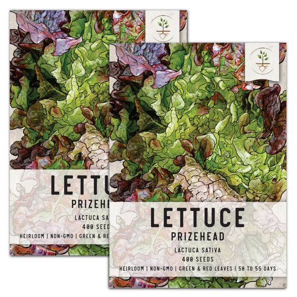 Prizehead Lettuce Seeds For Planting (Lactuca sativa)